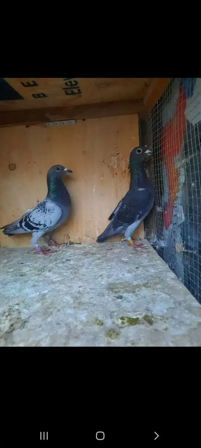 ۱۴ تا پرنده تبعیدی|پرنده|الوند, |دیوار