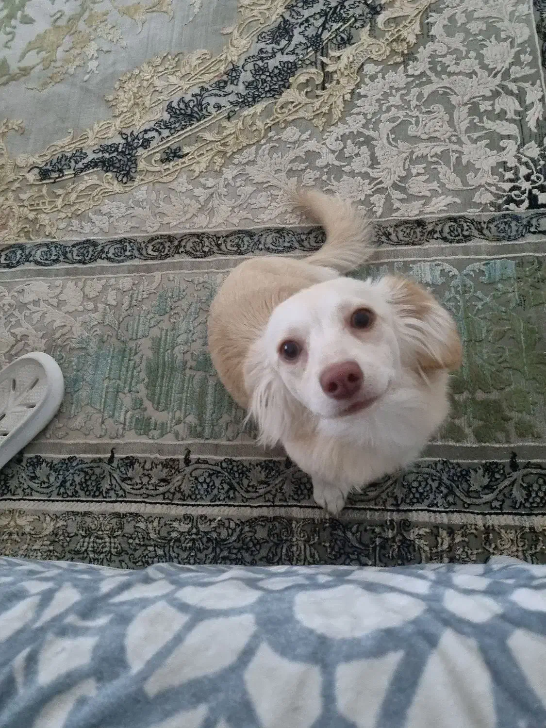 واگذاری اشپزیت پامر|سگ|گناباد, |دیوار