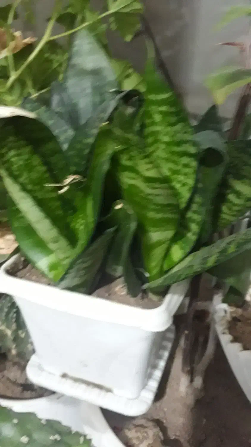 گل طبیعی|گل و گیاه طبیعی|مراغه, |دیوار