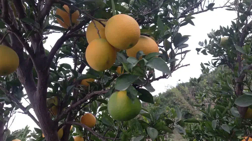 فروش میوه تامسون هر۲تن سردرختی تازه اسناندارد|خوردنی و آشامیدنی|ساری, |دیوار