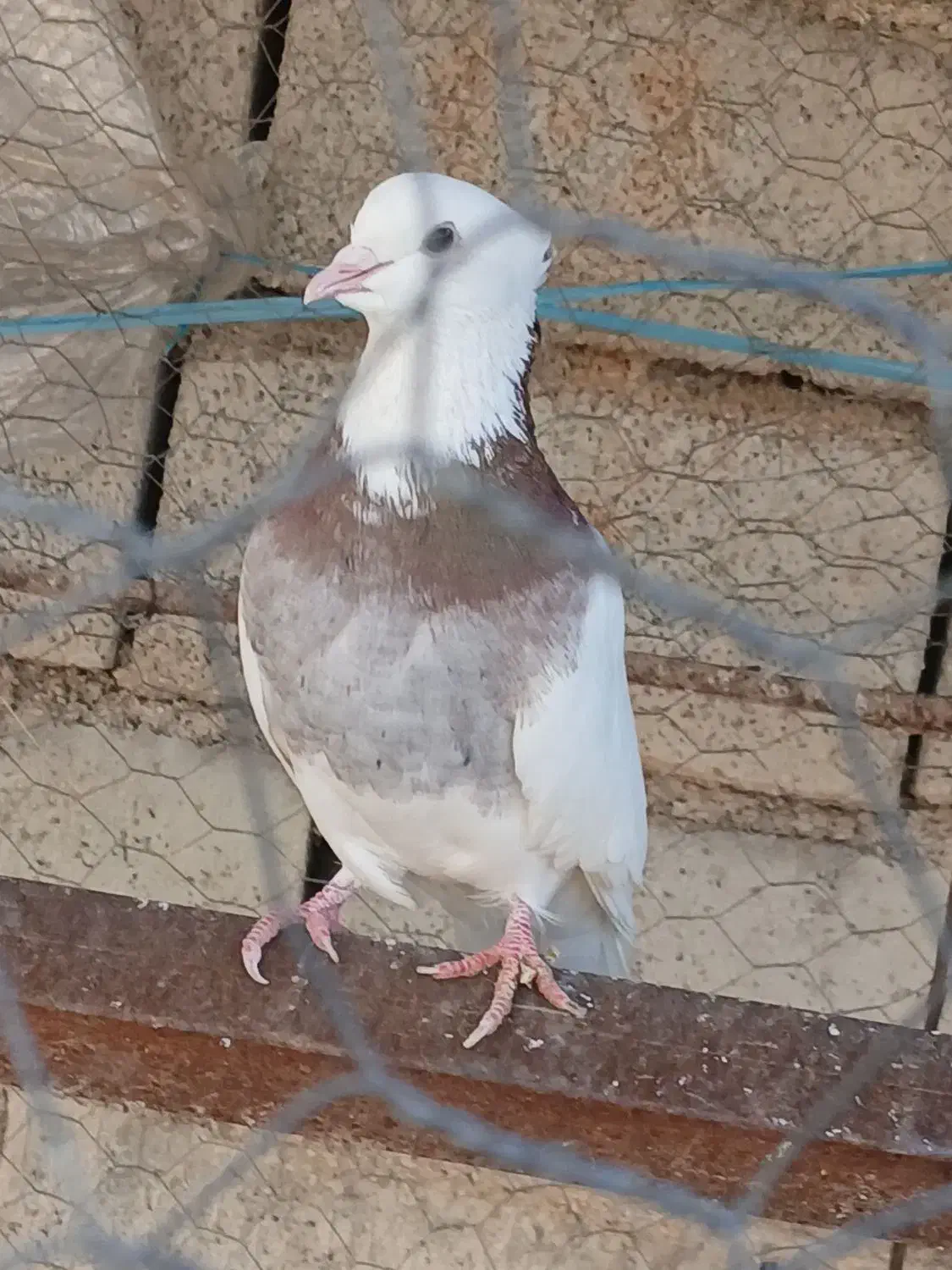 طوقی نر مست|پرنده|هندمینی, |دیوار