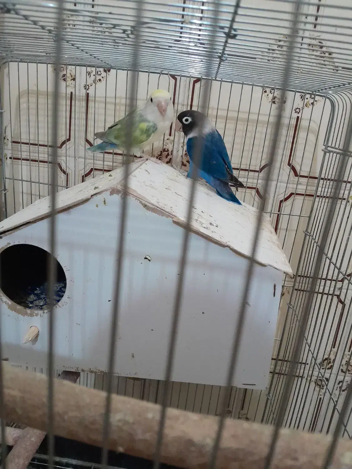 کوتوله برزیلی رنگ دار با اصالت|پرنده|زالیان, |دیوار