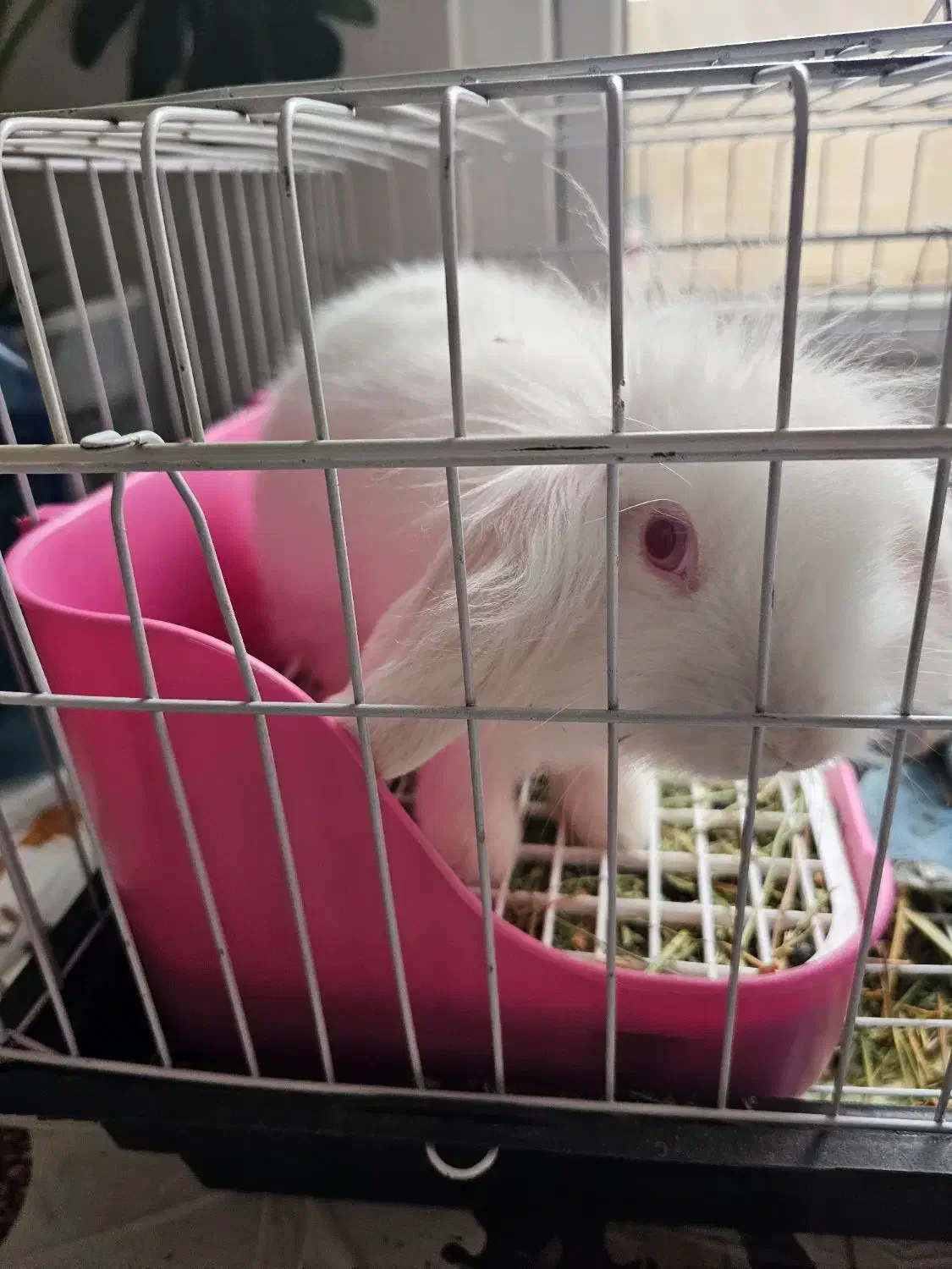 خرگوش لوپ|موش و خرگوش|کرج, فاز ۳ گوهردشت|دیوار