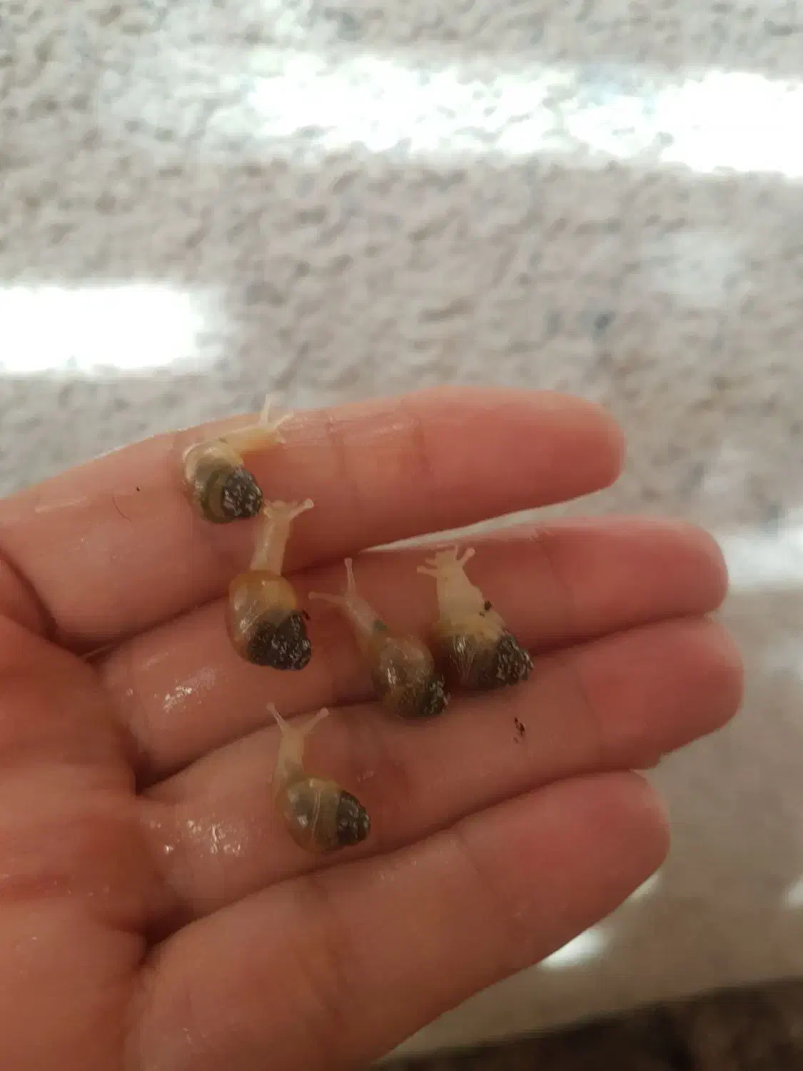 حلزون دونه ای ۲۰|خزنده|تهران, صاحب الزمان|دیوار