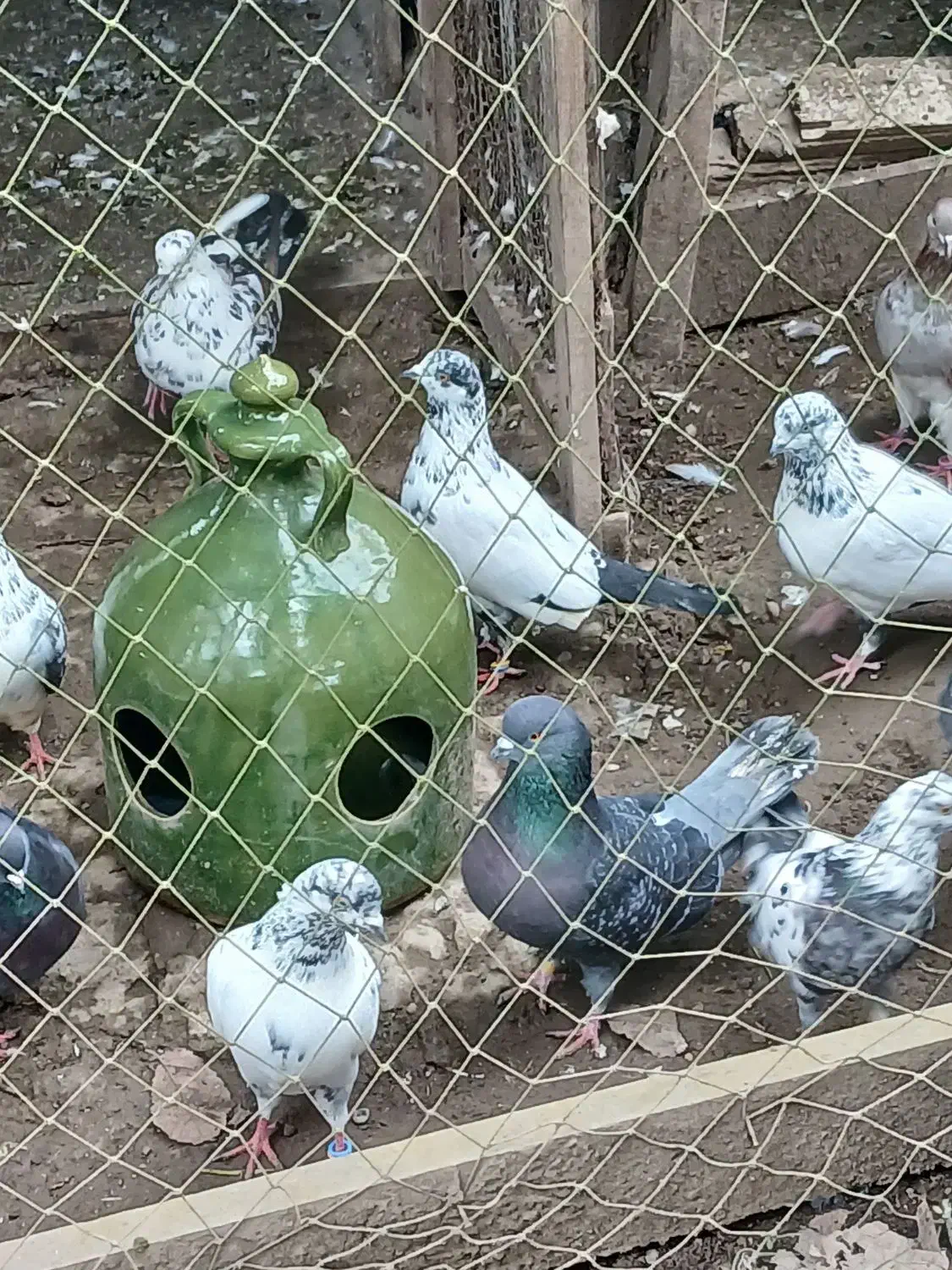 کبوتر|پرنده|کوچصفهان, |دیوار