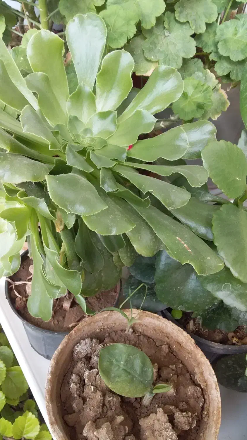 گل خانگی و آپارتمانی|گل و گیاه طبیعی|کیار, |دیوار