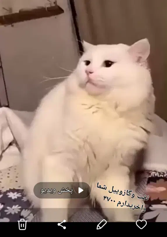 حیوان خانگی|گربه|نیمروز, |دیوار