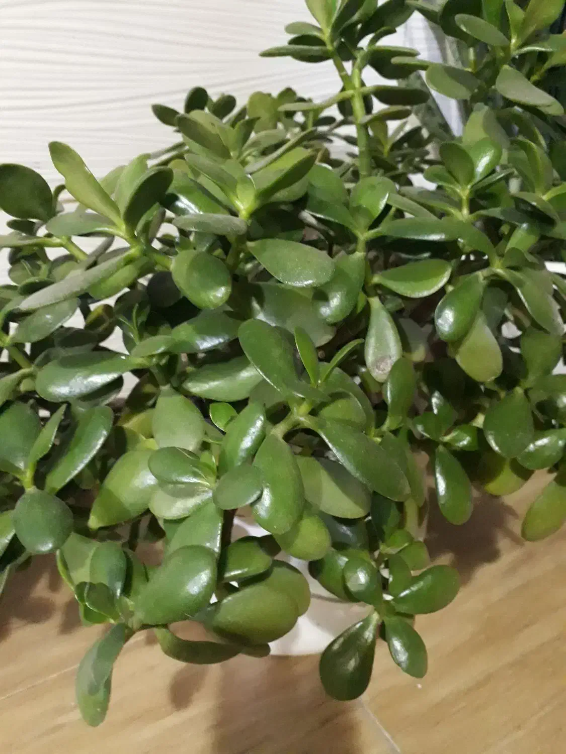 گل یشم و گل مرجان|گل و گیاه طبیعی|رشت, نظری|دیوار