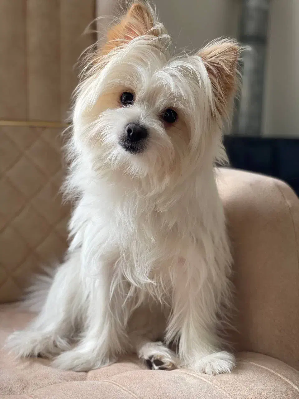 سگ شیدزو پامرین|سگ|بانه, |دیوار