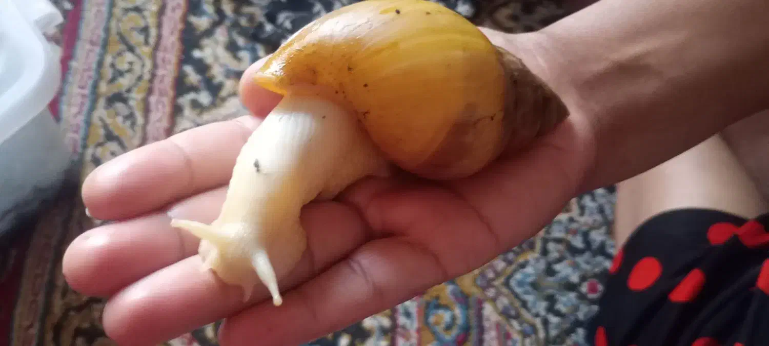 حلزون|خزنده|کرمان, |دیوار