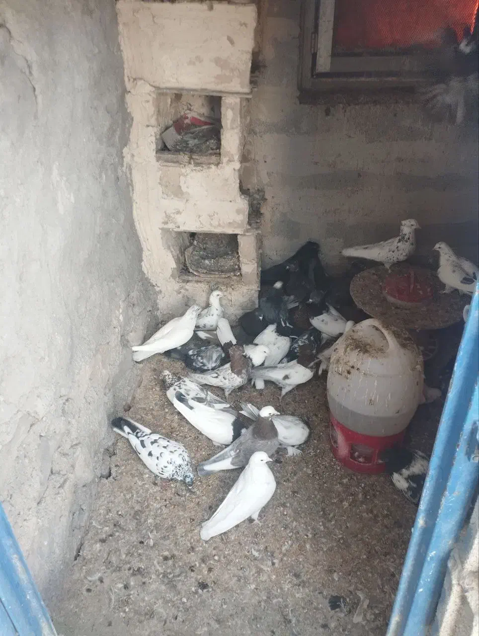 کبوتر خوب پرواز|پرنده|سیه رود, |دیوار