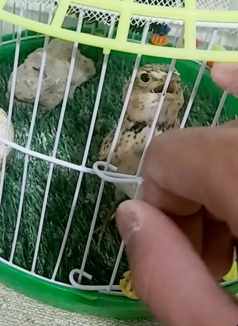 تعدادی سهره خاکی همشون نر جوجه سال|پرنده|خاش, |دیوار