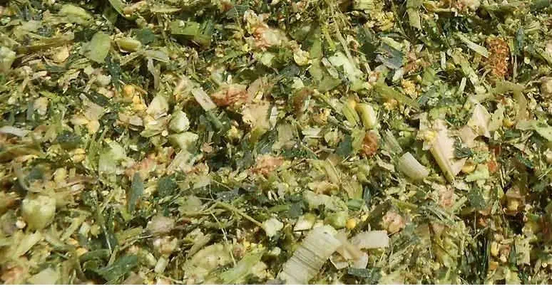 ذرت علوفه ی سبز|حیوانات مزرعه|چمران, |دیوار