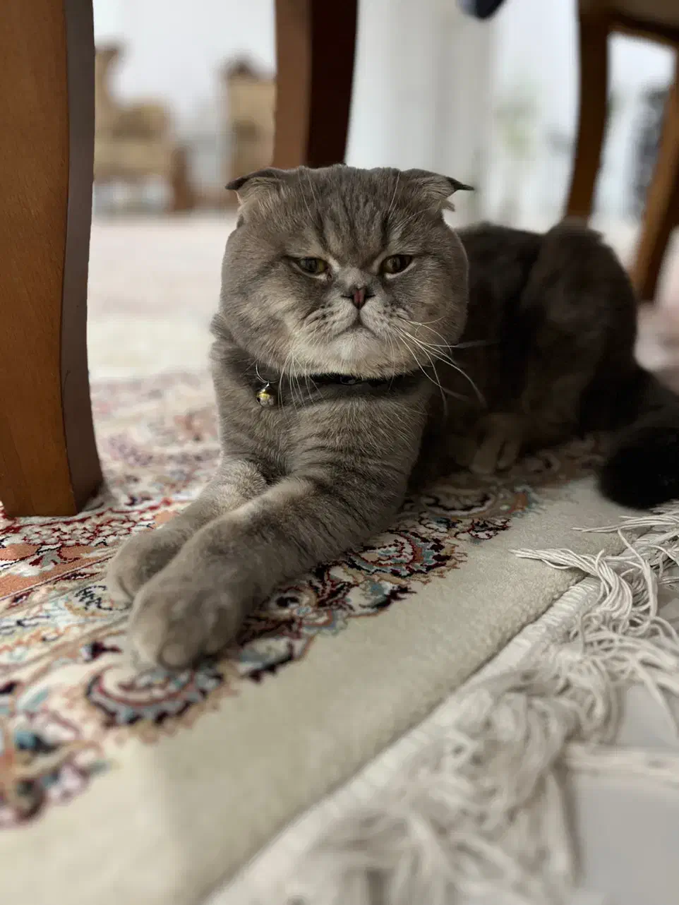 گربه|گربه|رفسنجان, |دیوار