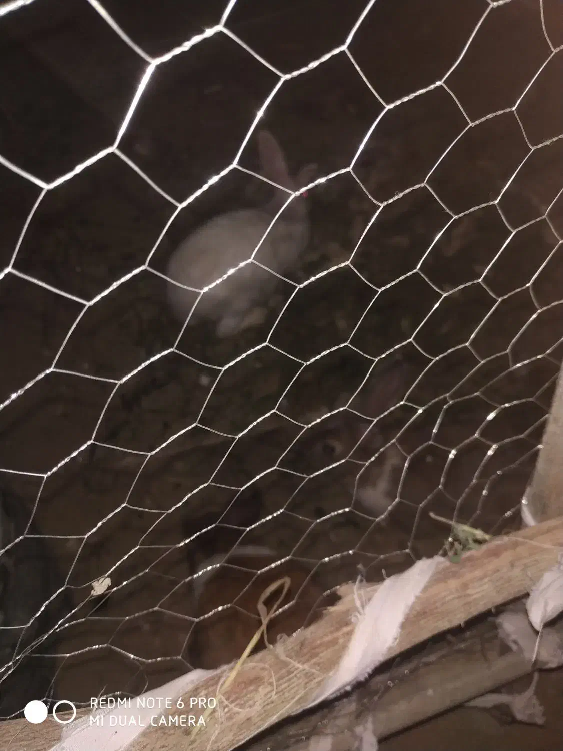 خرگوش نر بزرگ|موش و خرگوش|چابهار, |دیوار