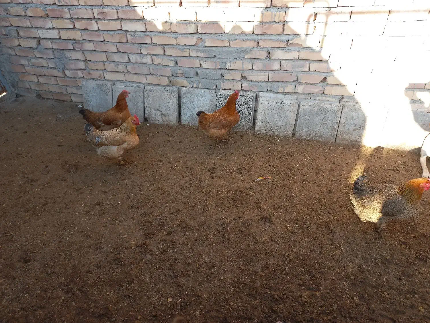 مرغ|حیوانات مزرعه|نیشابور, مازول|دیوار