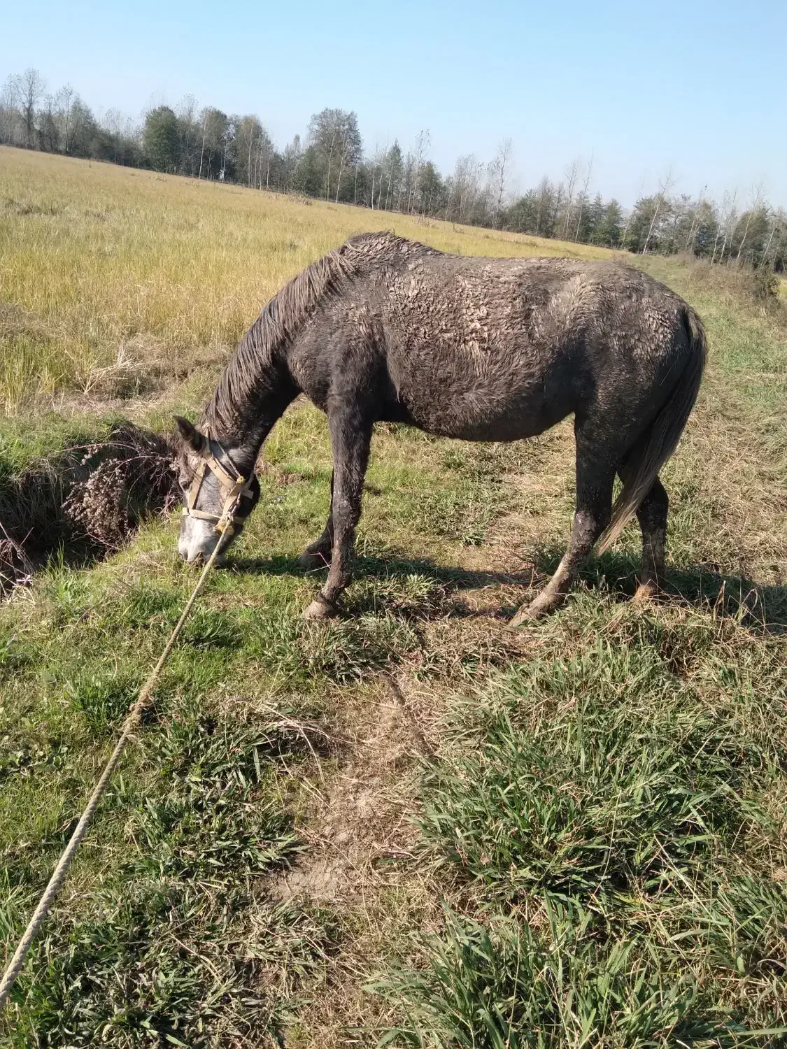 مادیان با اسب کره|اسب و تجهیزات اسبسواری|لاهیجان, آهندان|دیوار
