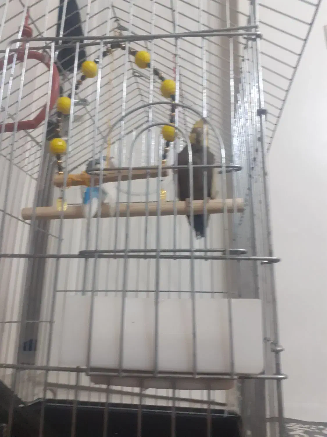 عروس و مرغ عشق سالم به همراه وسایل قفس|پرنده|ملارد, |دیوار