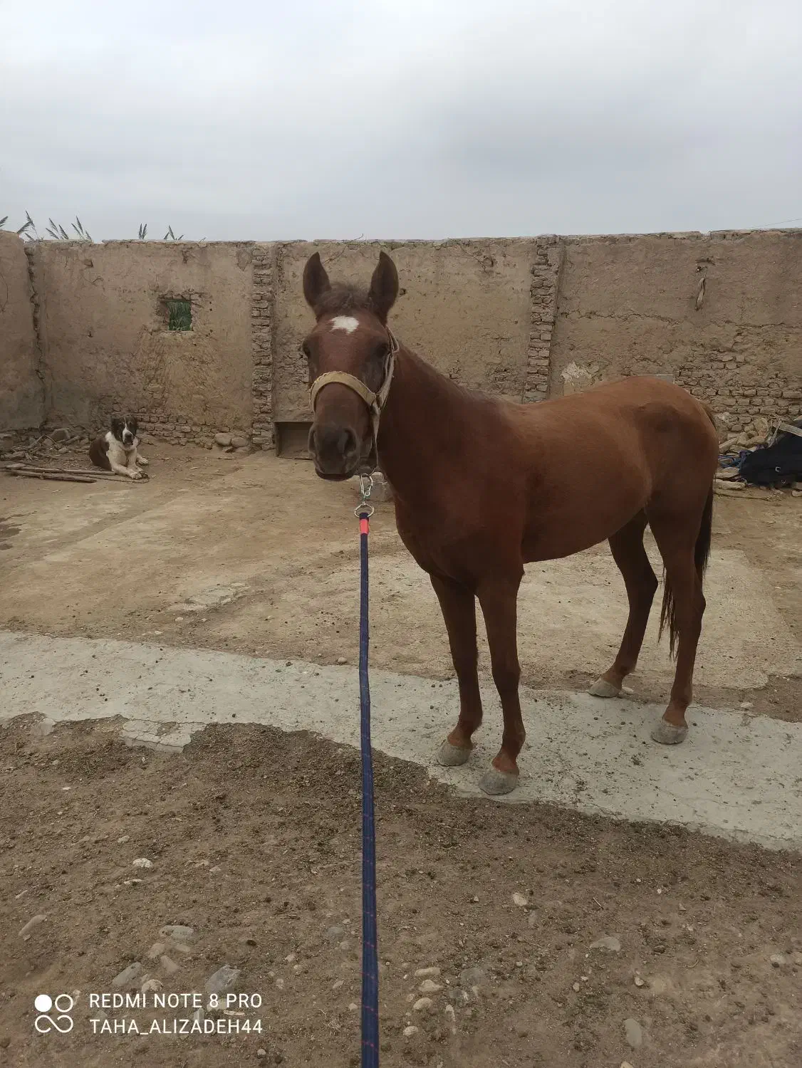 اسب ترکمن...|اسب و تجهیزات اسبسواری|گنبد کاووس, |دیوار
