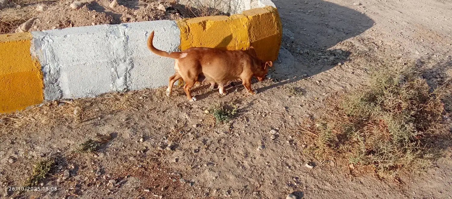 سگ جک راسل تریر شکاری|سگ|شیروان (خراسان), |دیوار