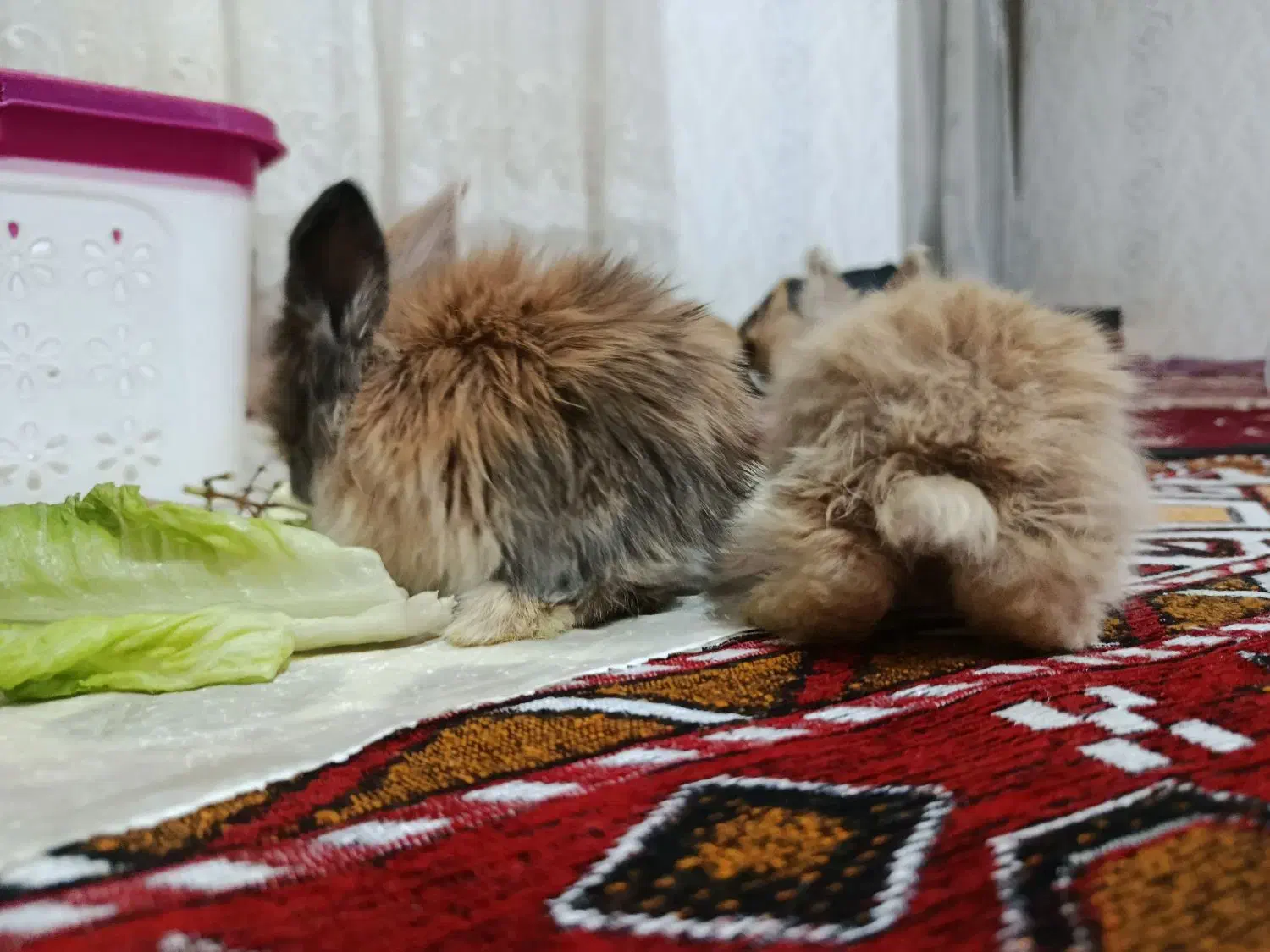 فروشی خرگوش لوپی|موش و خرگوش|تبریز, |دیوار