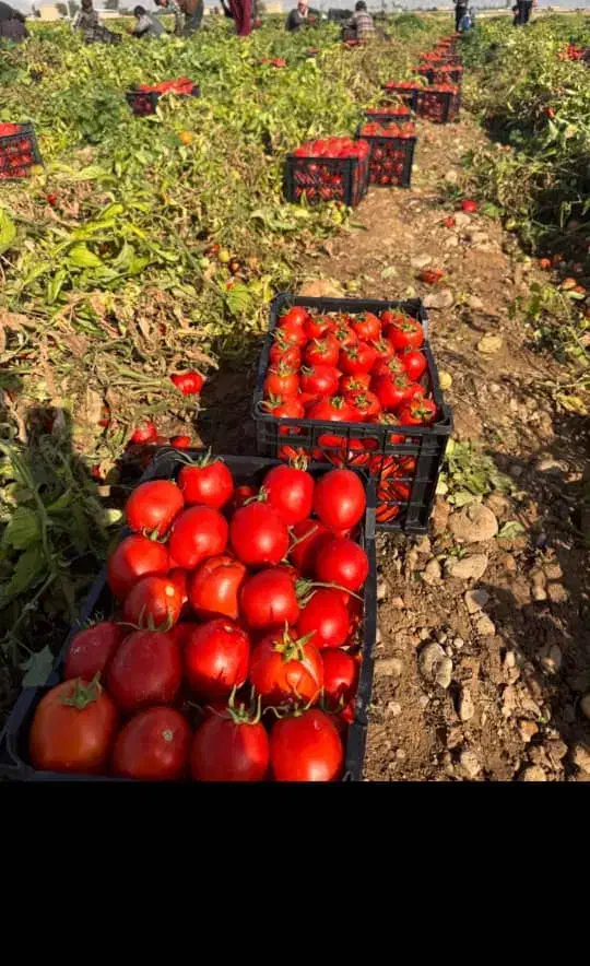 گوجه تمیز وخوشمزه|خوردنی و آشامیدنی|سوق, |دیوار