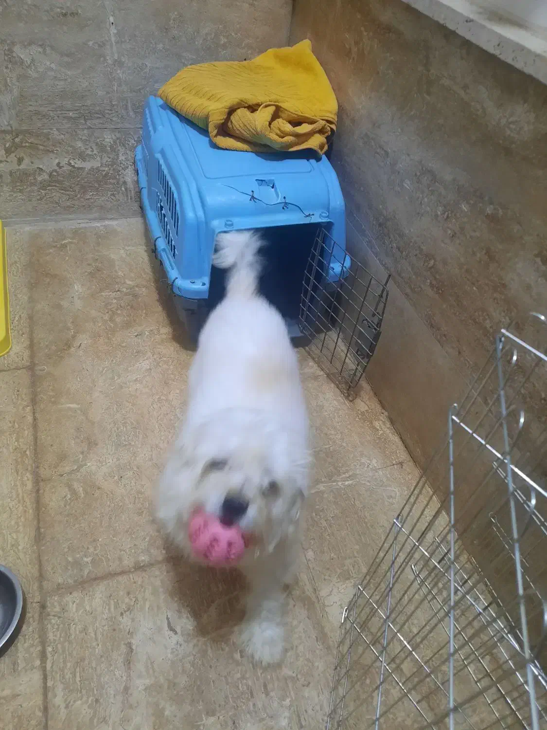 سگ شیتزو|سگ|اردبیل, |دیوار