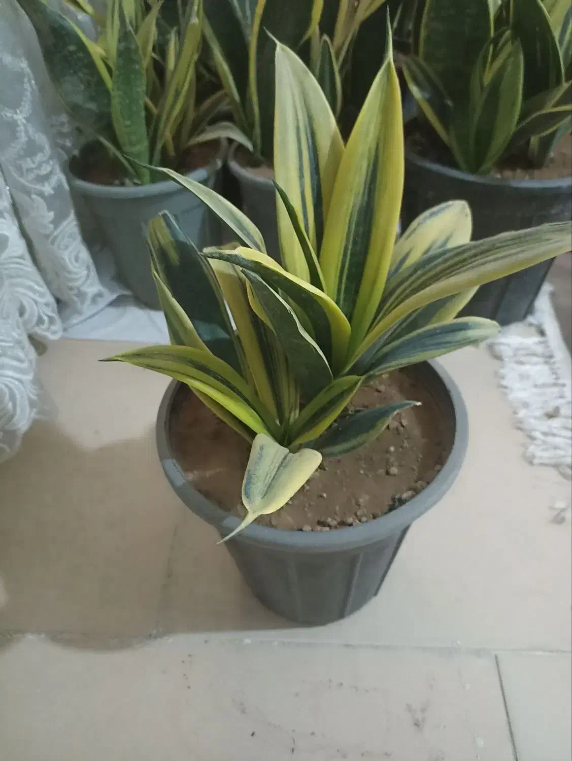 گل آپارتمانی|گل و گیاه طبیعی|محلات, |دیوار