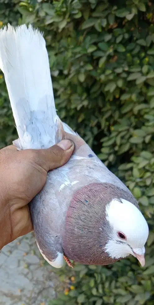 لیلک سرخ خال سیاه|پرنده|شیراز, محمدیه|دیوار