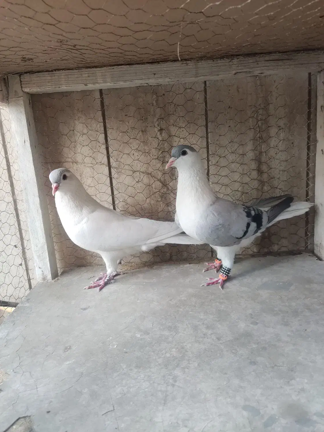 ساده افغانی|پرنده|مشهد, هفده شهریور|دیوار