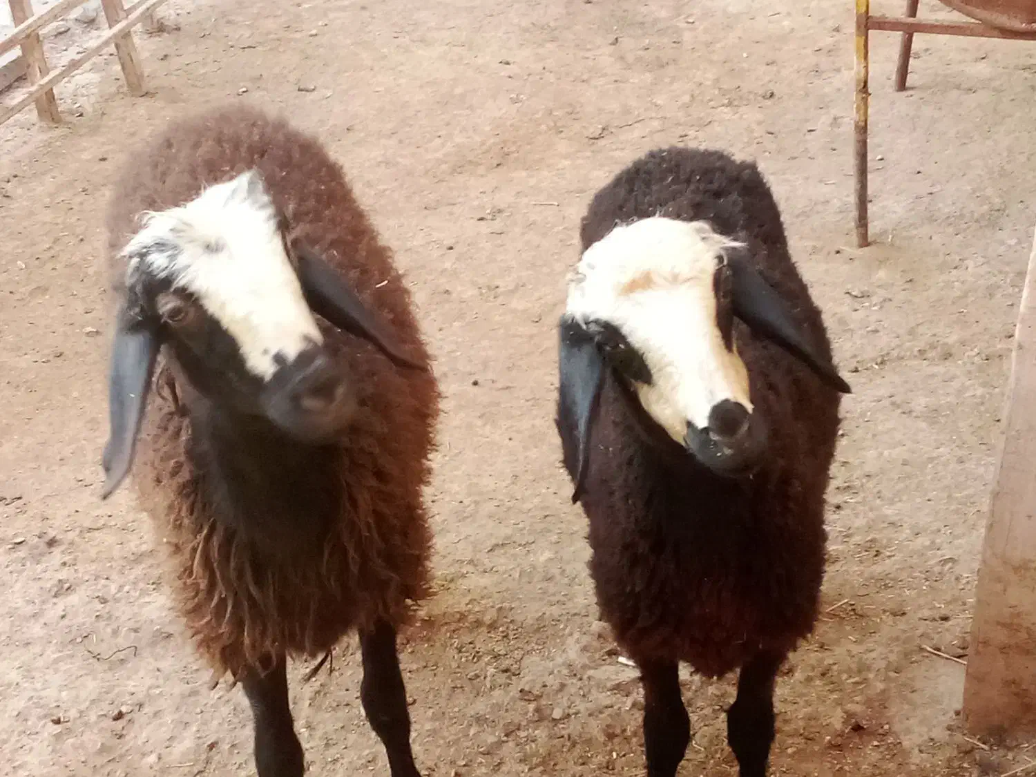 بره نر وماده،قوچ|حیوانات مزرعه|تاکستان, |دیوار