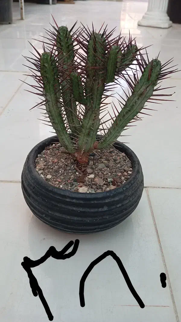 گل گیاه|گل و گیاه طبیعی|مشهد, شهرک صنعتی توس|دیوار