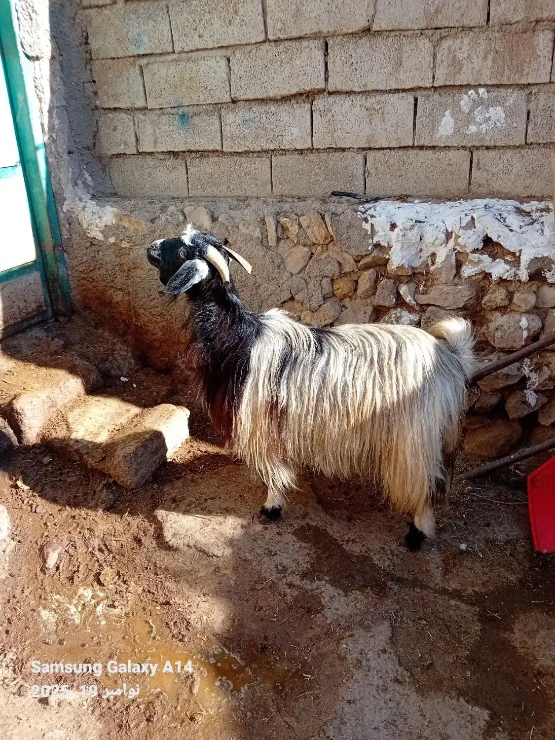 ۱عدد بز جوان کوک برای قربانی کیلویی|حیوانات مزرعه|اردبیل, |دیوار