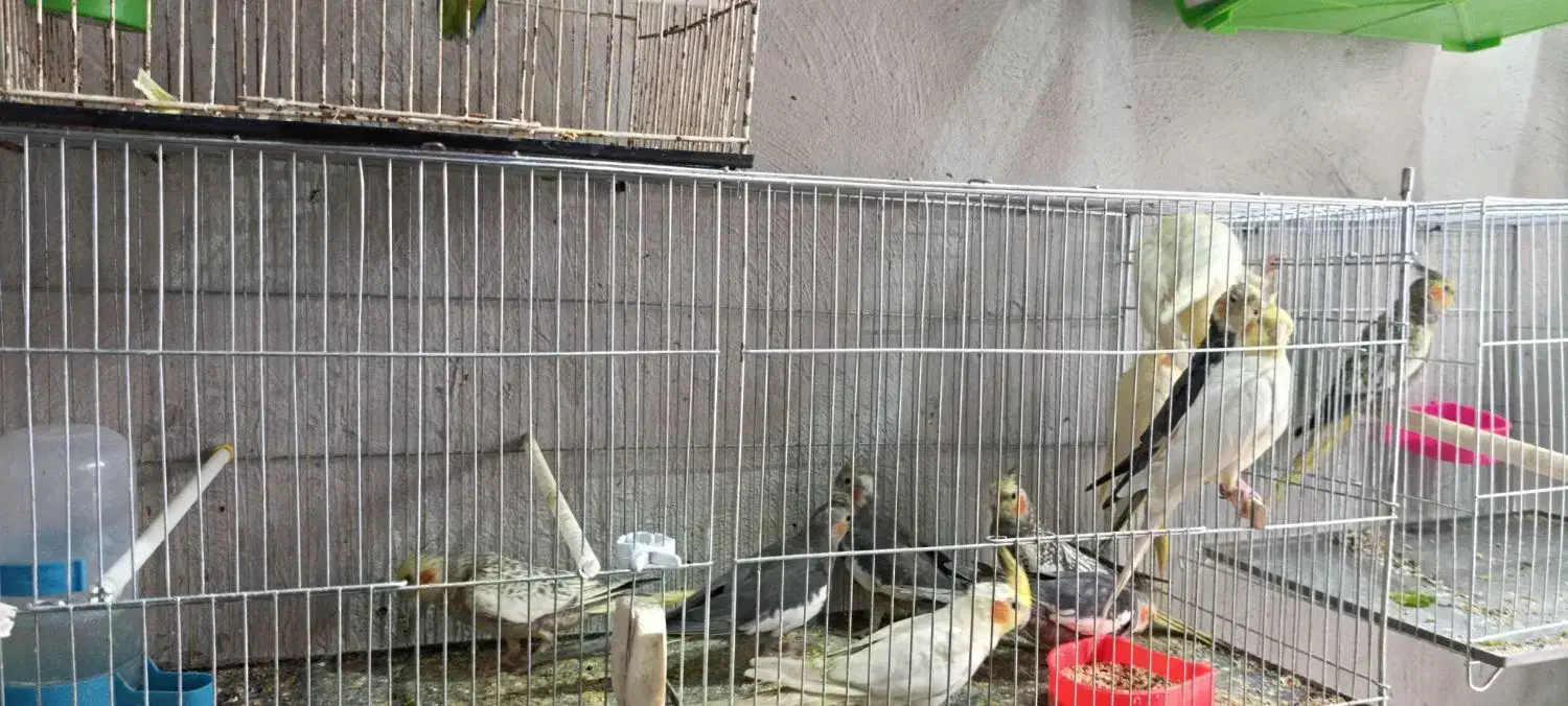 طوطی عروس جوان|پرنده|رشت, آب و برق|دیوار