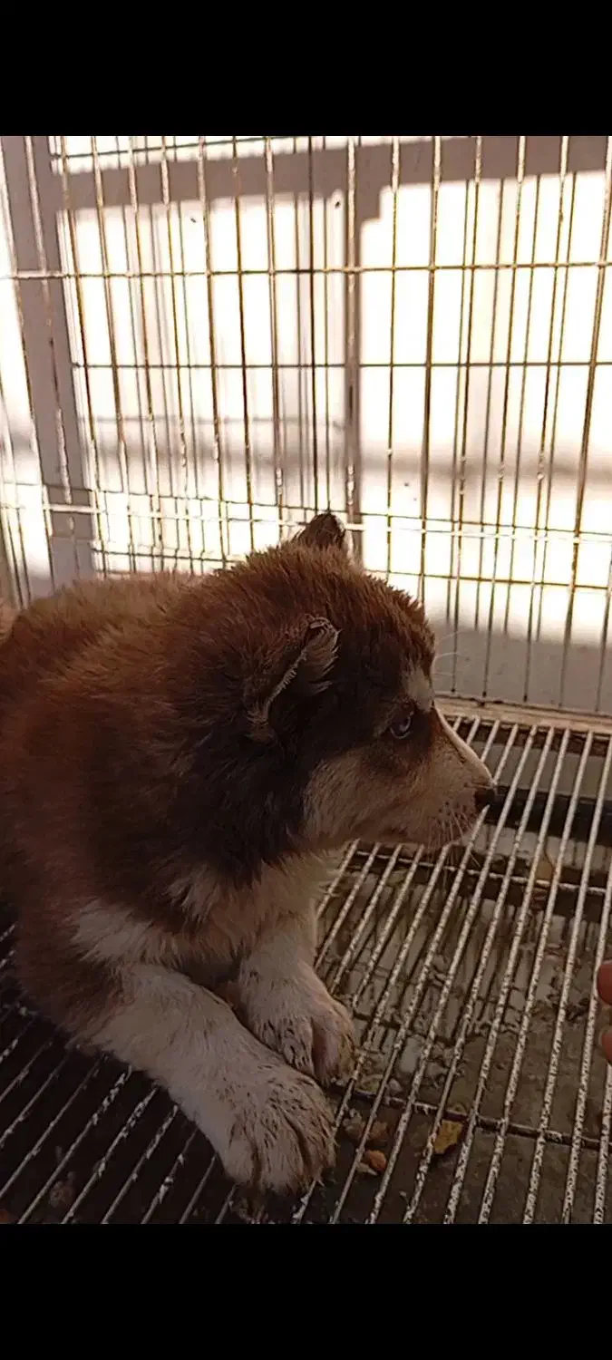 شاه توله|سگ|تهران, شهرک محلاتی|دیوار