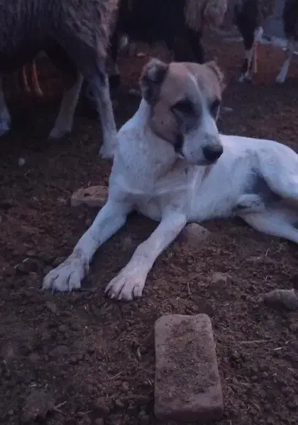 سگ نگهبان و گله|سگ|کرمان, |دیوار