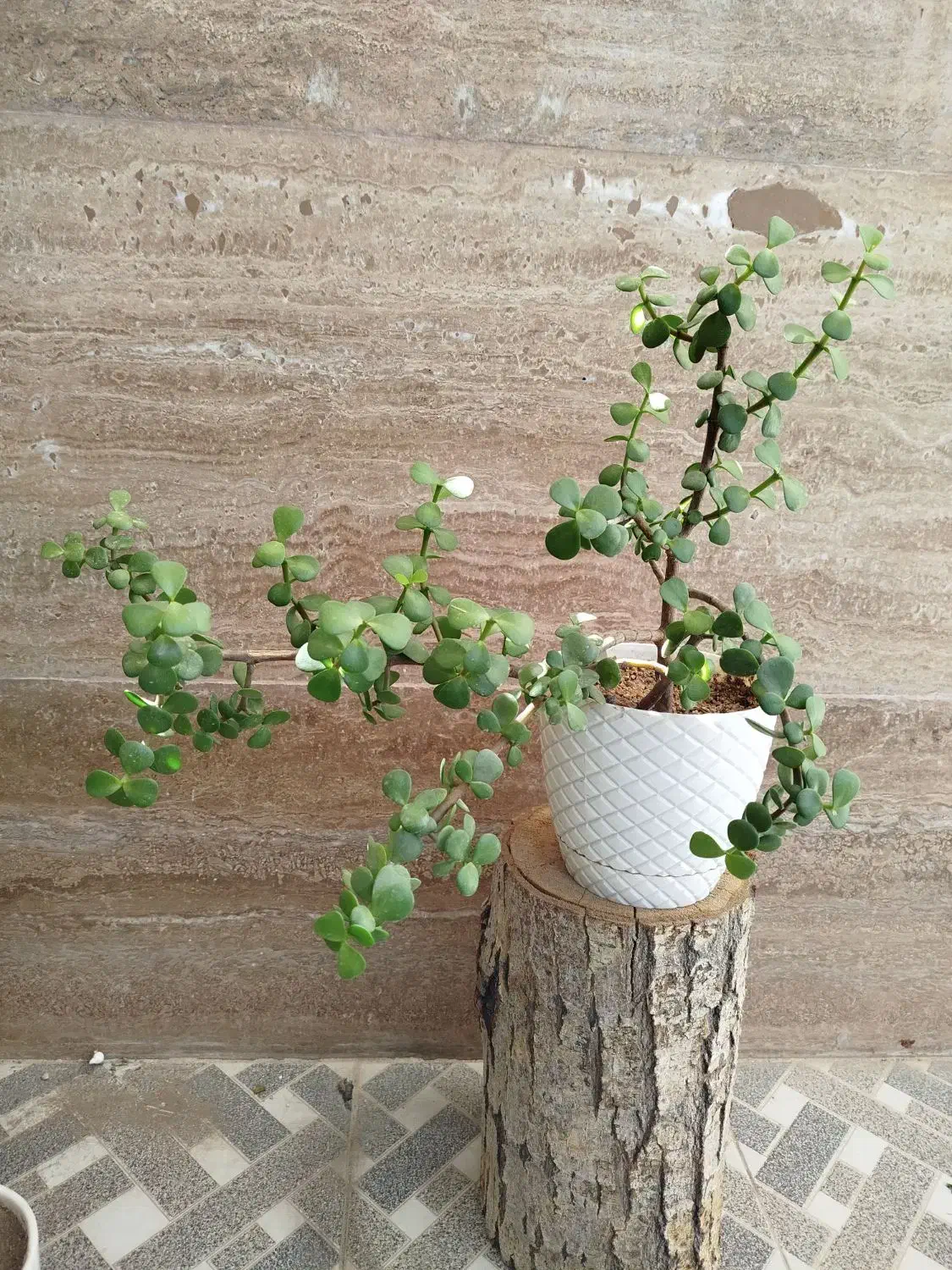 گل و گیاه طبیعی|گل و گیاه طبیعی|نیشابور, شهرک پردیس|دیوار