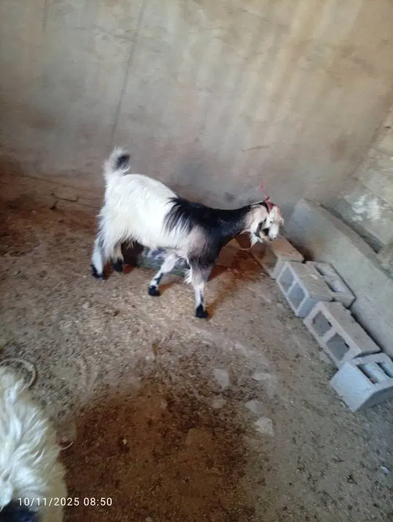 سه عدد بز|حیوانات مزرعه|مسجد سلیمان, |دیوار