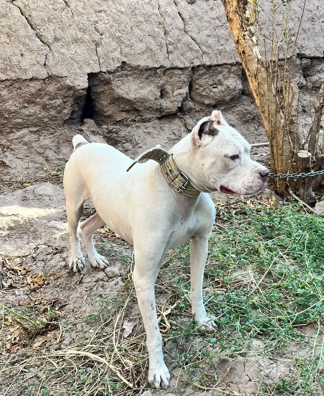 واگذاری سگ|سگ|بم, |دیوار