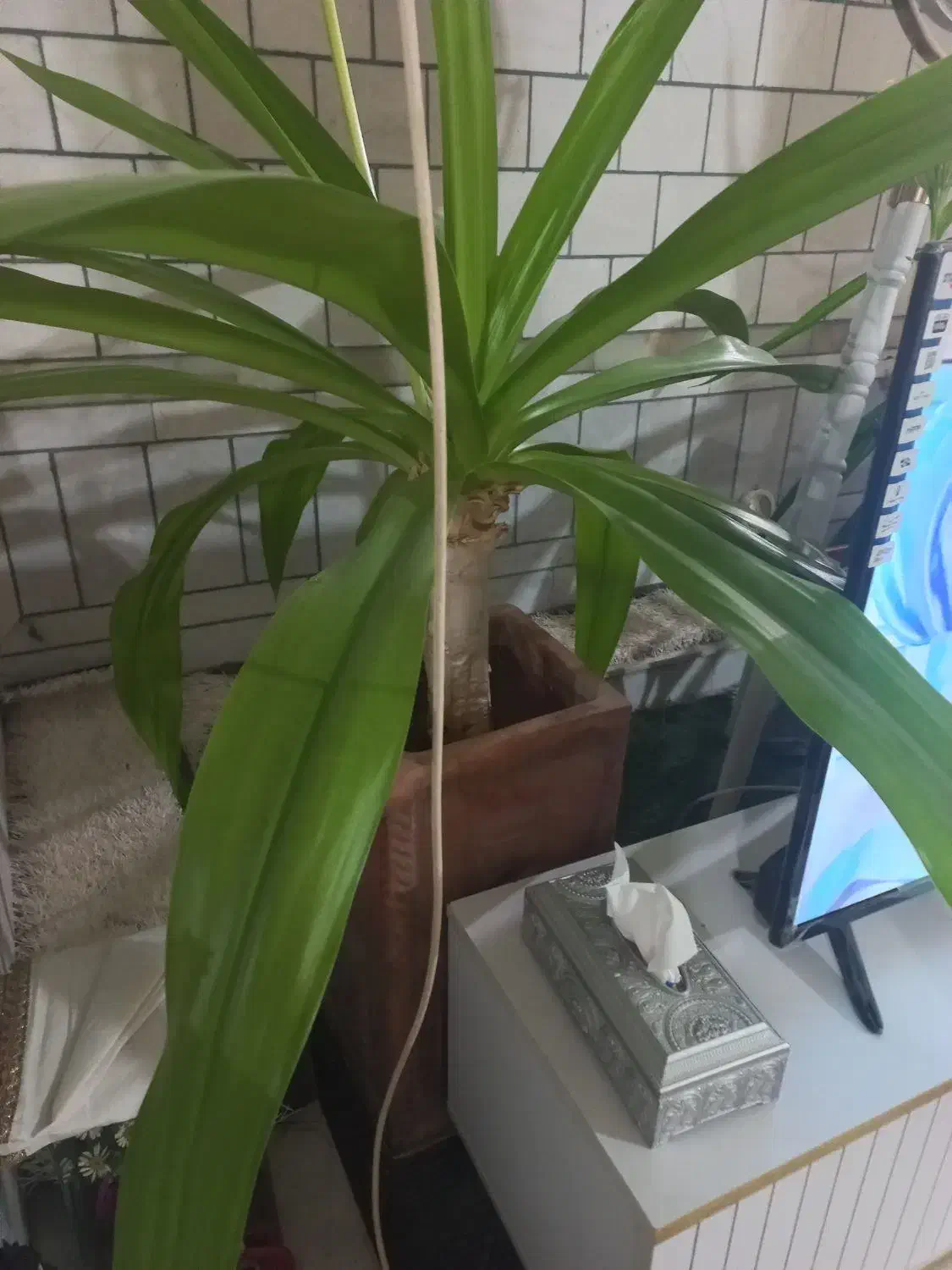 فروش گل|گل و گیاه طبیعی|زرند, |دیوار