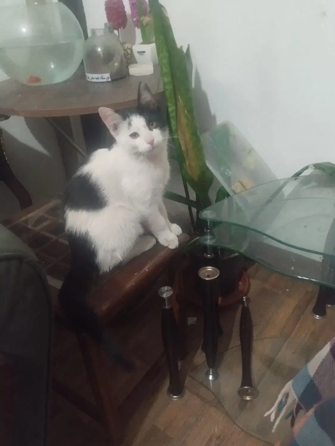 واگذاری رایگان بچه گربه ۵ ماهه دستی و دوست داشتنی|گربه|مبارکه, |دیوار