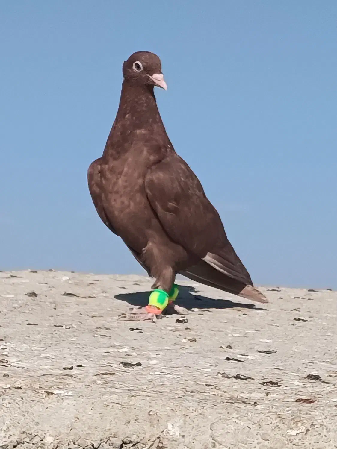 پرنده|پرنده|شهرآباد, |دیوار