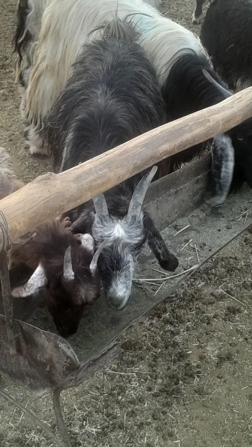 کره گیسه میش وبزجوان|حیوانات مزرعه|مرودشت, ده بید|دیوار