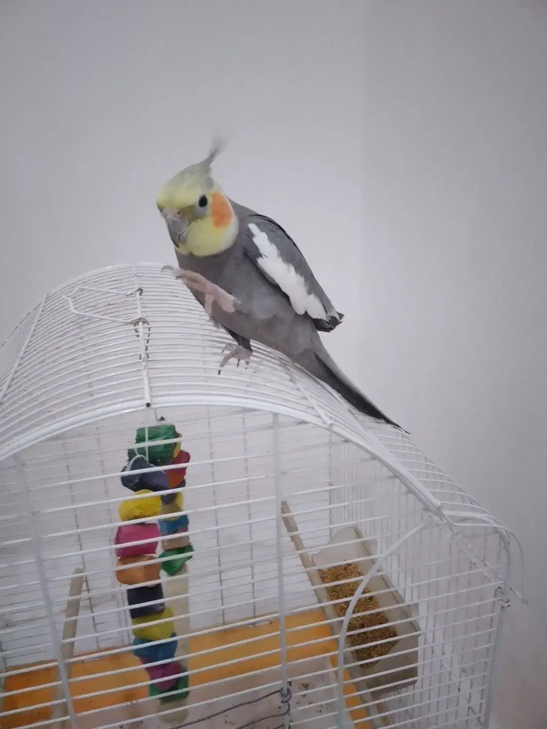 عروس هلندی|پرنده|خرم‌آباد (تنکابن), |دیوار