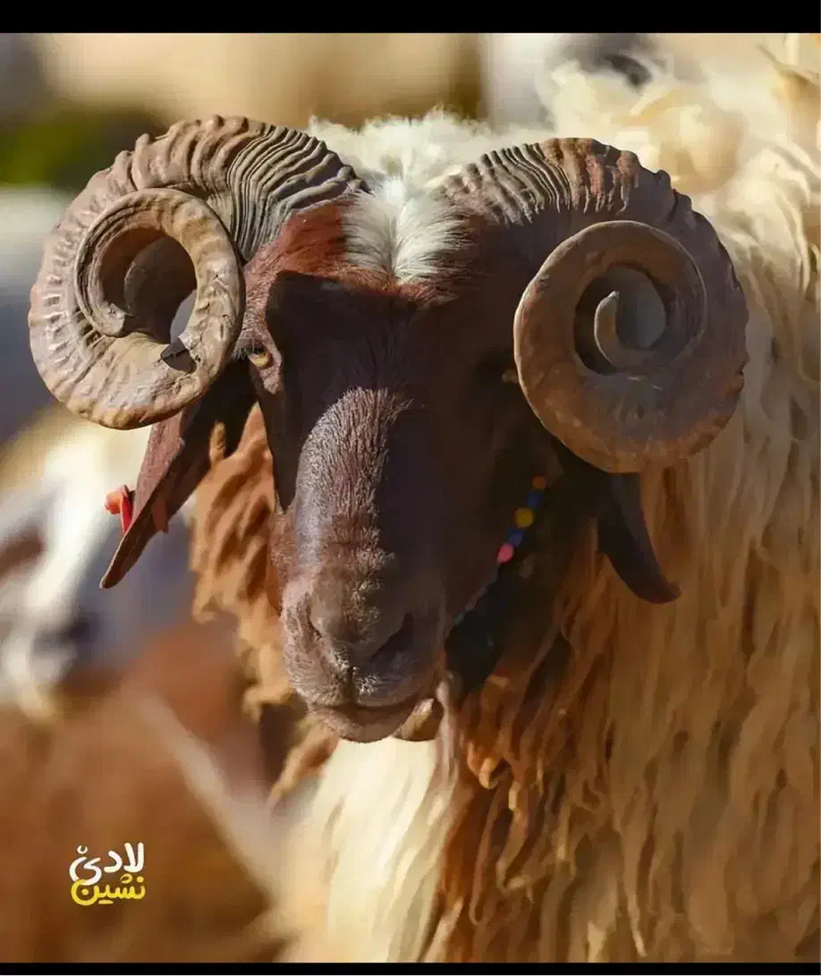 توزیع و فروش دام زنده در محل|حیوانات مزرعه|تهران, ایوانک|دیوار