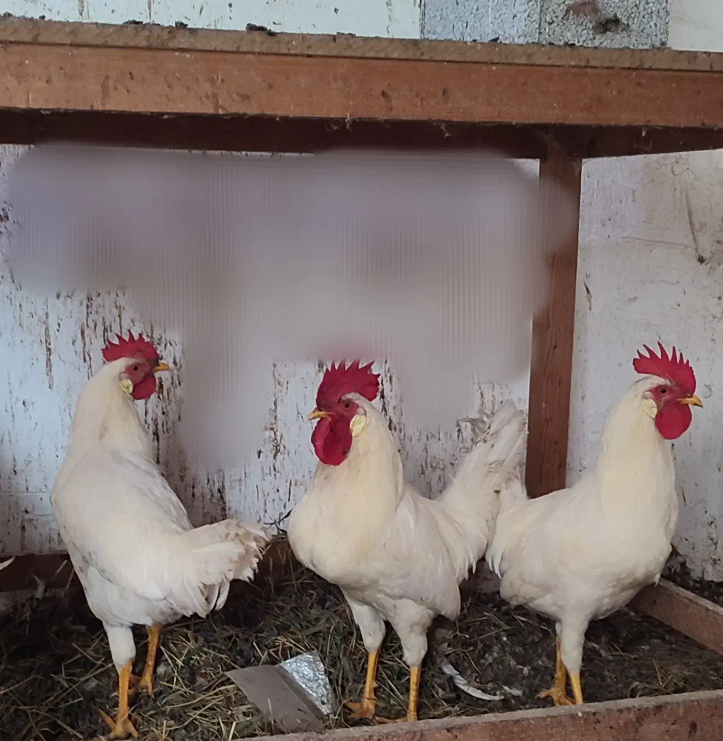 فروش تعدادی خروس سفید|حیوانات مزرعه|تالش, جوکندان|دیوار