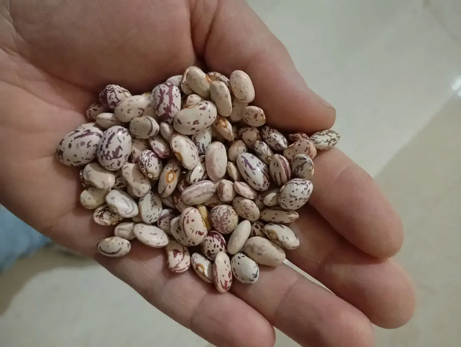 لوبیا چیتی|خوردنی و آشامیدنی|سراب, |دیوار