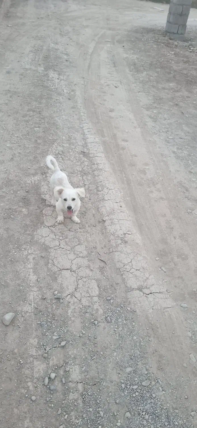 سلام سگ سالمه معاوضه دارم با گوسفند کوچیک|سگ|جیرفت, |دیوار