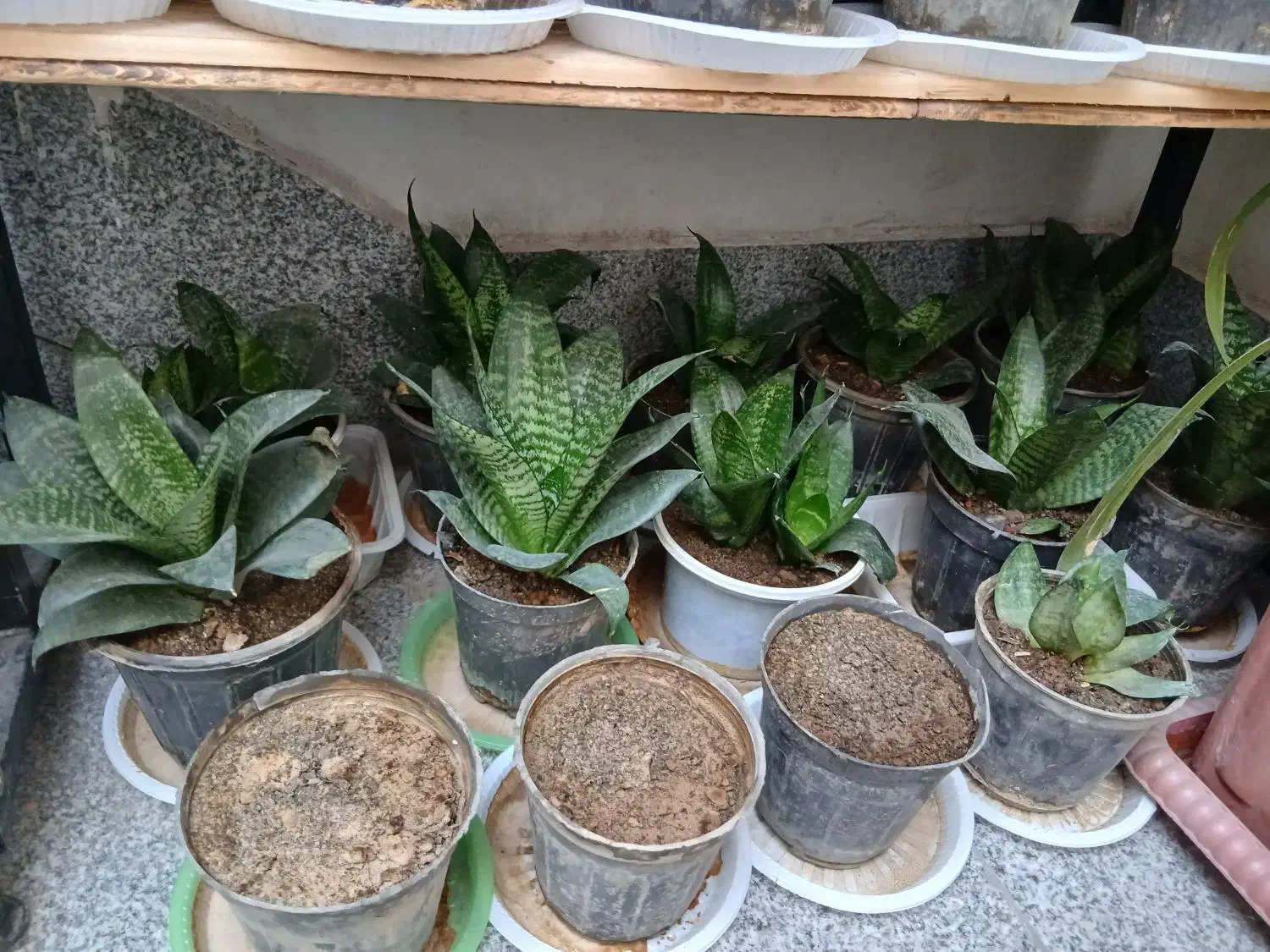 سانسوریا|گل و گیاه طبیعی|مشهد, مشکینی (شهرک غرب)|دیوار