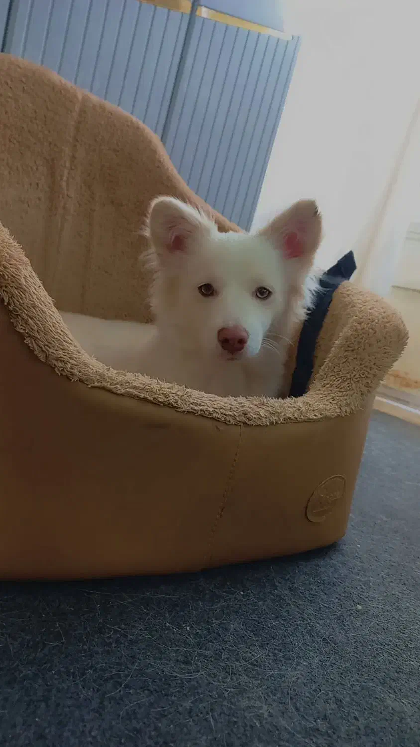 سگ خانگی تربیت شده|حیوانات|نهاوند, |دیوار